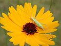 Coreopsis gladiata