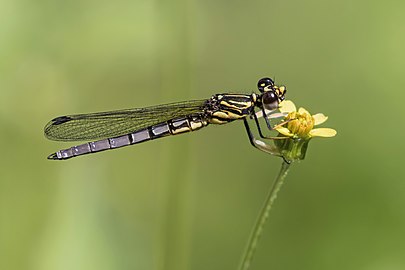 Dancing Jewel Platycypha caligata teneral ♂ Zambia