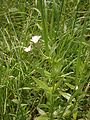 Epilobium alpestre