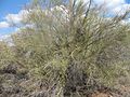 Foothill Palo Verde pictured near the Superstition Mountains (Arizona)