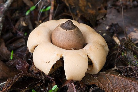 Geastrum saccatum, by JJ Harrison