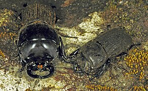 A male (left) and female (right) Geodorcus helmsi demonstrating sexual dimorphism