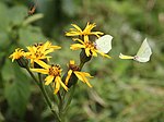 on Ligularia dentata, Mount Ibuki, Shiga prefecture, Japan.