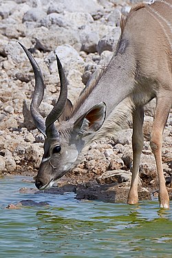 Greater kudu (tragelaphus strepsiceros) detail near Okaukuejo, Etosha, Namibia