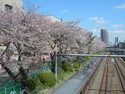 东中野站西方的樱花木