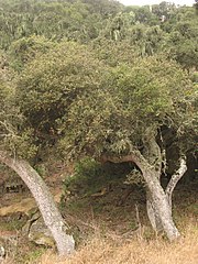 Quercus tomentella in habitat on Santa Rosa Island, California
