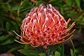 Leucospermum cultivar