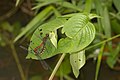 Mating pair