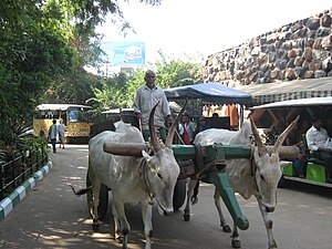 Bullock cart in Mysore Zoo, India