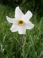 Narcissus poeticus