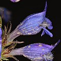 Flowers of Penstemon atwoodii