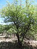 Prosopis flexuosa in flower