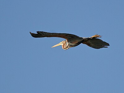 A purple heron in flight (South Africa).