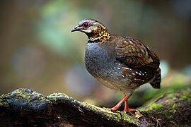 Rufous-throated Partridge 0A2A9937