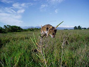 生活于盐沼植被中的濒危物种盐沼巢鼠（英语：salt marsh harvest mouse）[12]