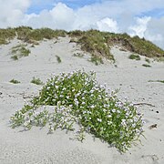 Sea Rocket and sand dunes in Hå