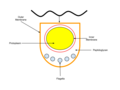 A cross section of a spirochete