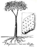 1911 reconstruction of a mature Lepidodendron, showing dichotomous branching at the top of the trunk