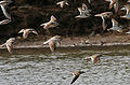 翘嘴鹬 Xenus cinereus、小滨鹬 Calidris minuta 和小青足鹬 Tringa stagnatilis 在克里须那野生动物保护区、安得拉邦、 印度。