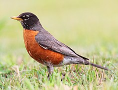 Turdus-migratorius-002