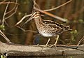 Wilson's Snipe - Yolo County, California