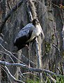 A wood stork at Paynes Prairie.