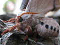 An adult female emperor gum moth
