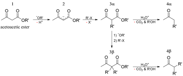 Acetoacetic ester synthesis