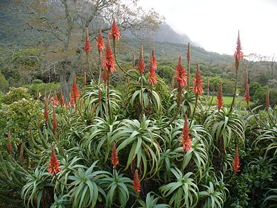 Krantz aloes in the veld.