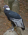 Andean Condor - male