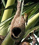 Male P. p. burmanicus at half-built nest in "helmet stage" without the entrance funnel