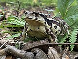 Image of Asiatic Toad