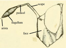 Cerioidini antennae diagram