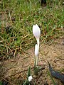 Colchicum hungaricum