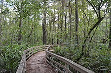 One of the many boardwalks in the sanctuary