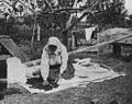 "Dried berries being packed away for winter luxuries"