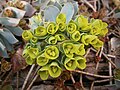 Euphorbia myrsinites flowers close-up