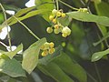 Flowers of Garcinia kola (a.k.a. "bitter kola")