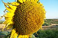 Sunflower in Spain