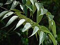 Branch bent down to show leaves and fruit