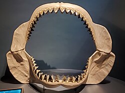 Large beige model of shark jaws with two visible rows of teeth, stood on a table.
