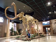 The skeleton of a Mastodon on display in the Arizona Museum of Natural History in Mesa Arizona. The Mastodon is pictured with Nina and John Skrdla-Santiago grand children of Tony The Marine Santiago.