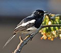 Image 31Magpie Robin, a very common bird in Bangladesh - locally known as Doyel or Doel (Bengali: দোয়েল), is designated as the National Bird of the country. Photo Credit: J.M.Garg
