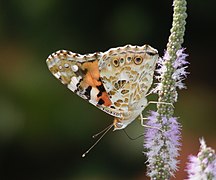 Vanessa cardui