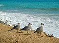 3 Little Birds, Point Mugu State Park, California: Sep 2014