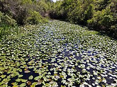 Pond covered in lily pads.