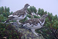 Ptarmigan