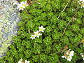 Saxifraga praetermissa