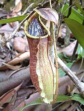 ? N. mirabilis × N. tomoriana