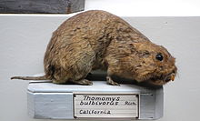 Stuffed gopher in museum